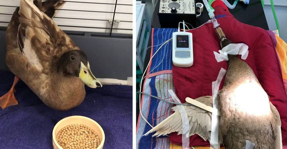 Pato debe ser atendido de urgencia tras su deseo insaciable de aparearse 10 veces al día Pato debe ser atendido de urgencia tras su deseo insaciable de aparearse 10 veces al día