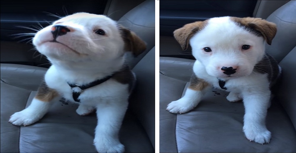 La adorable reacción de un cachorrito al que le da hipo por primera vez enternece a las redes La adorable reacción de un cachorrito al que le da hipo por primera vez enternece a las redes