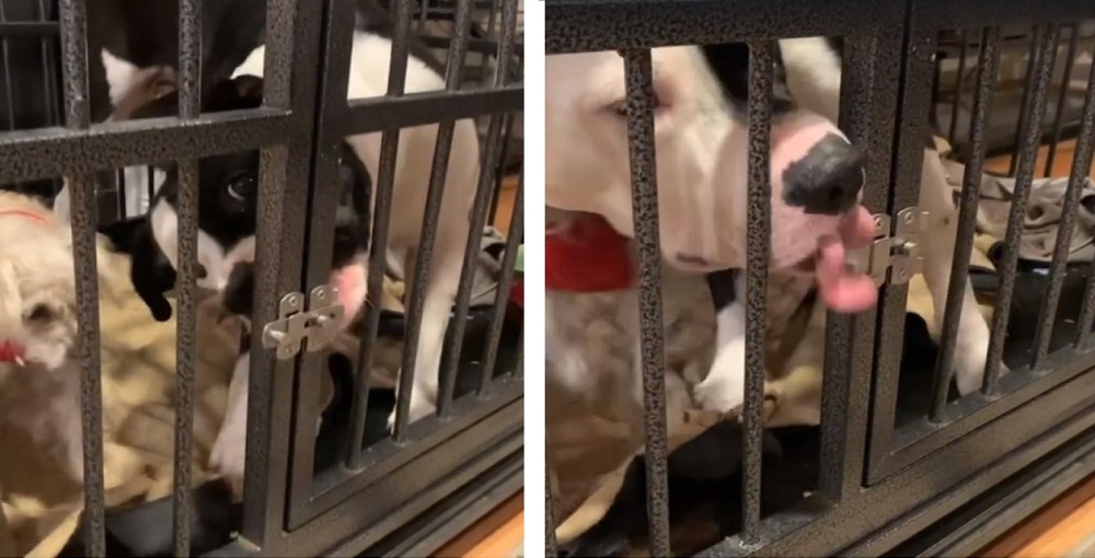 Astuto perrito usa su lengua para escapar de la perrera con su mejor amigo Astuto perrito usa su lengua para escapar de la perrera con su mejor amigo