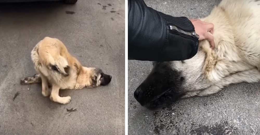 Pone su mano sobre la cabecita de un perro arrollado que dejó de luchar y le susurra al oído