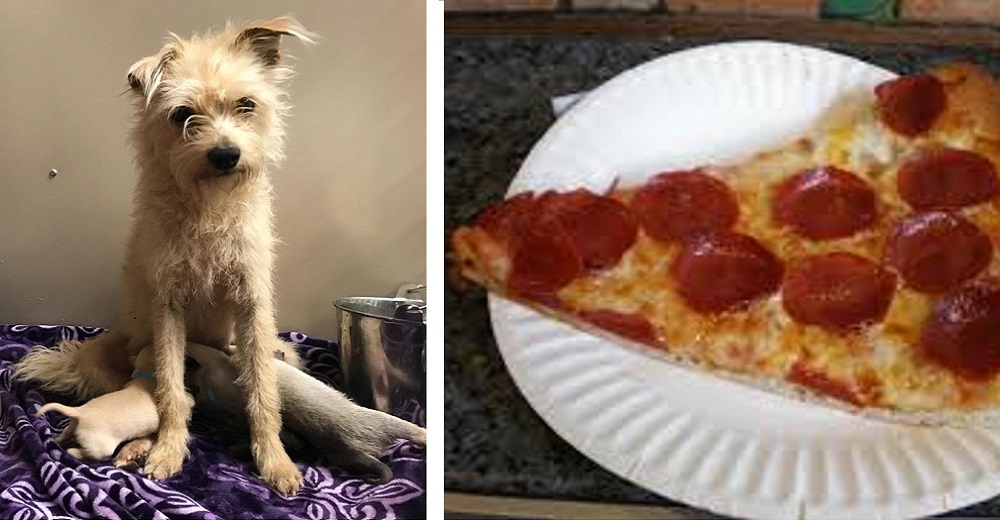 Una perrita les roba un pedazo de pizza para después conducirlos a quien más ama