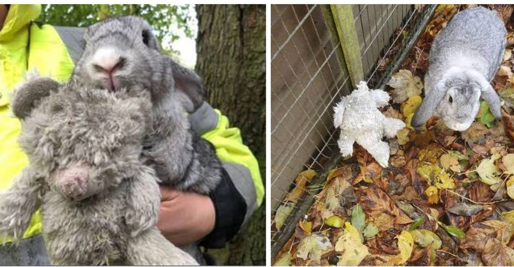 Rescatan un conejo en una caja al borde de la carretera aferrado a un osito de peluche Rescatan un conejo en una caja al borde de la carretera aferrado a un osito de peluche