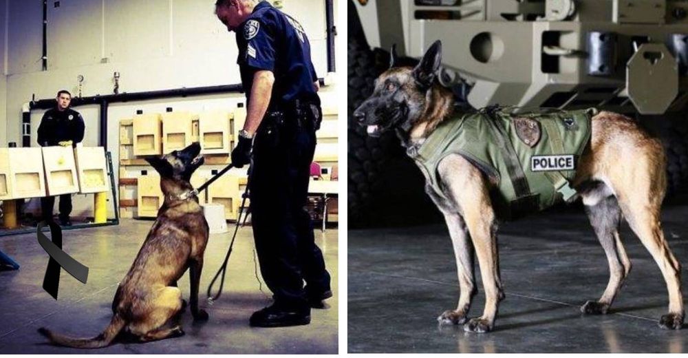 Histórica condena para el delincuente que acabó con la vida de Dingo, el perrito policía Histórica condena para el delincuente que acabó con la vida de Dingo, el perrito policía