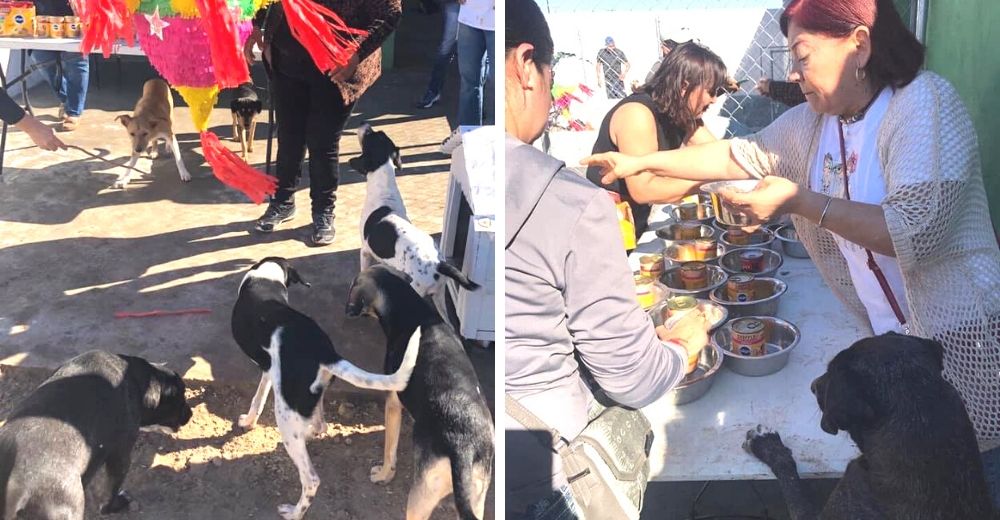 Perros callejeros tienen la celebración navideña que jamás soñaron y reciben una ola de críticas Perros callejeros tienen la celebración navideña que jamás soñaron y reciben una ola de críticas