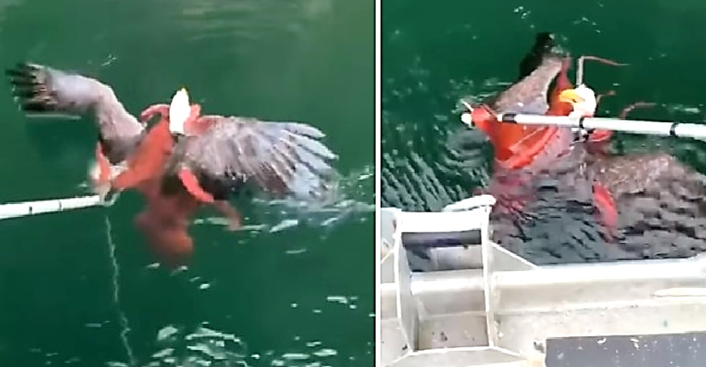 Un águila calva elige a un pulpo gigante como su mejor presa pero luego se arrepiente Un águila calva elige a un pulpo gigante como su mejor presa pero luego se arrepiente