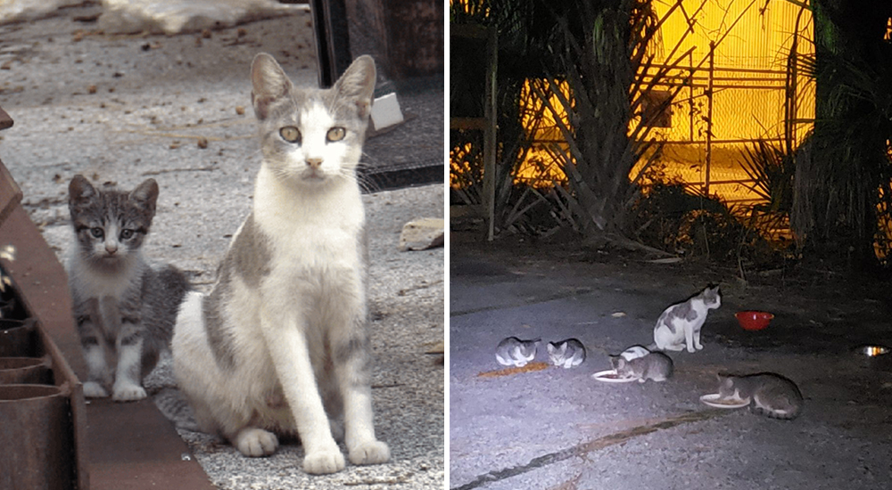 3 gatitos callejeros tenían los minutos contados pero un famoso rescatista llegó a tiempo 3 gatitos callejeros tenían los minutos contados pero un famoso rescatista llegó a tiempo