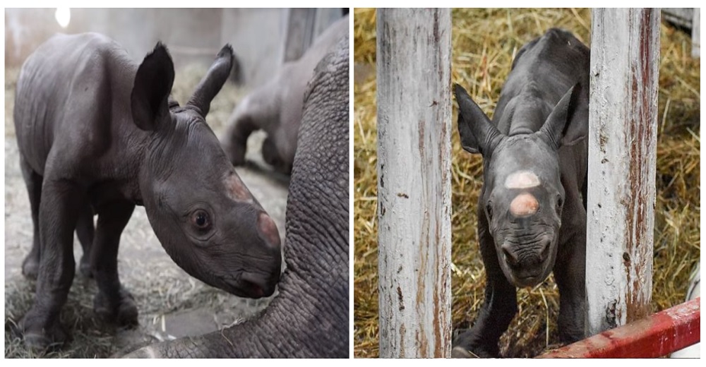 Graban al bebé rinoceronte negro que nació en las vísperas de Navidad, el primero en 100 años