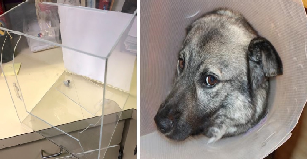 Ladrones roban todas las donaciones que eran vitales para salvar la vida de decenas de animales