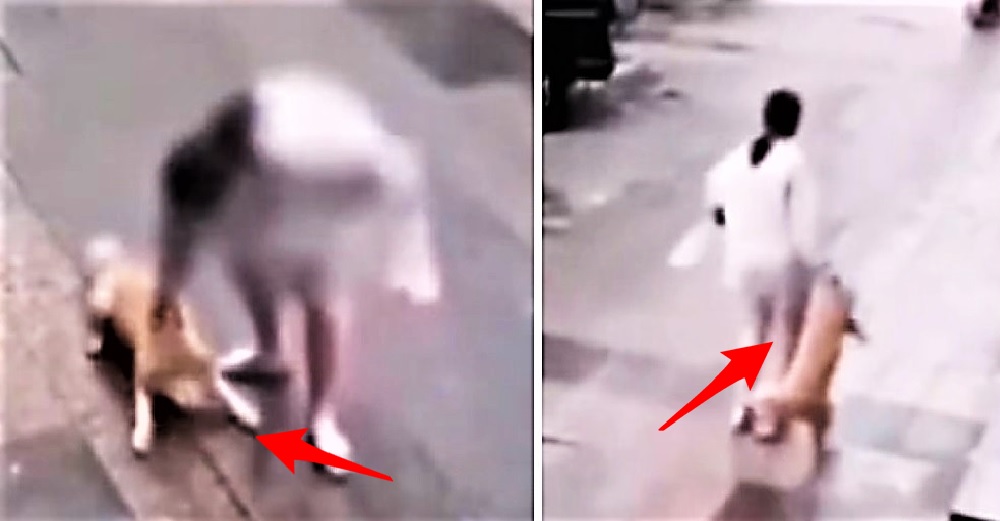 Se roban un perro a plena luz del día porque lo encontraron demasiado «tierno e irresistible»