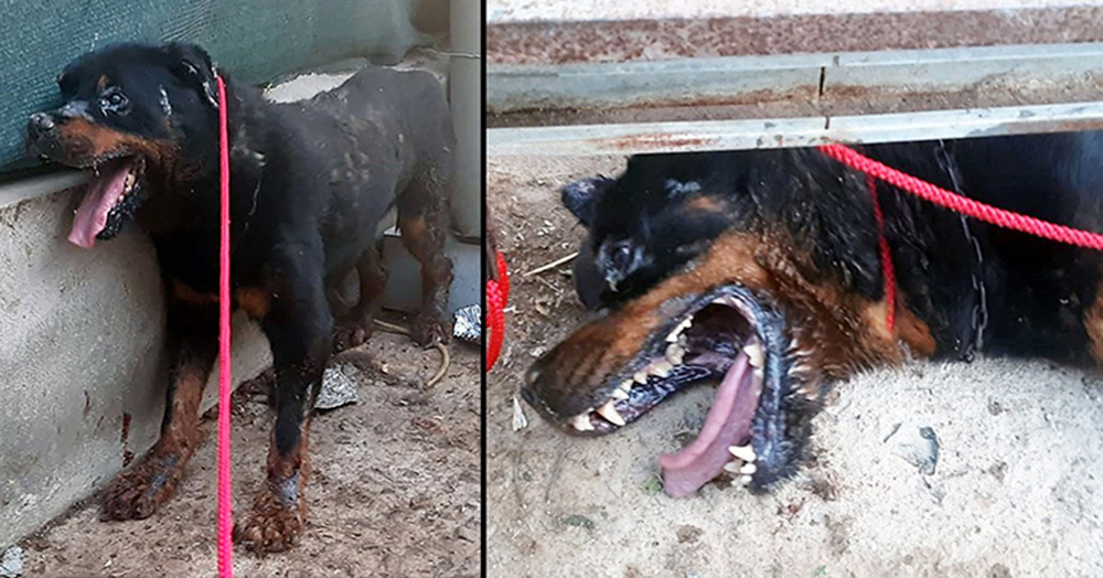En las peores condiciones la Guardia Civil logra rescatar un Rottweiler en el último segundo