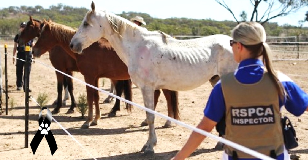 Creían que estos caballos estarían a salvo con rescatistas pero los videos revelaron la verdad Creían que estos caballos estarían a salvo con rescatistas pero los videos revelaron la verdad