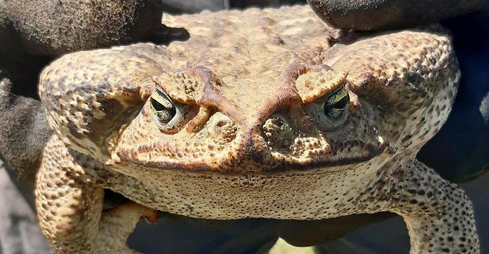 «Se quedó mirándonos en una esquina» – El sapo más gigante y venenoso que perturbó a los vecinos «Se quedó mirándonos en una esquina» – El sapo más gigante y venenoso que perturbó a los vecinos