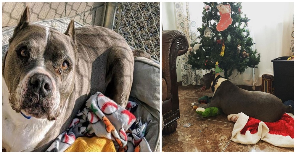 Perro pitbull anciano pasa 5 años en un refugio y consigue un milagro de Navidad justo a tiempo