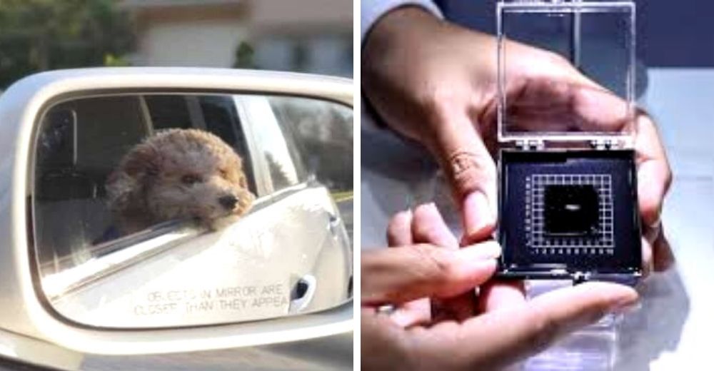 Crean un dispositivo para prevenir los riesgos que sufren las mascotas dejadas dentro de un auto Crean un dispositivo para prevenir los riesgos que sufren las mascotas dejadas dentro de un auto