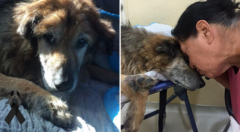 Salvó a un perro de las duras calles hace 17 años, no puede creer que tenga que decirle adiós Salvó a un perro de las duras calles hace 17 años, no puede creer que tenga que decirle adiós