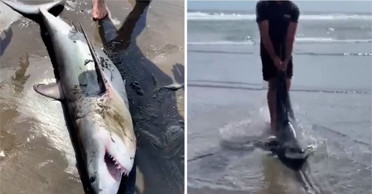 Un hombre es aclamado como héroe tras salvar la vida de un tiburón blanco en apuros