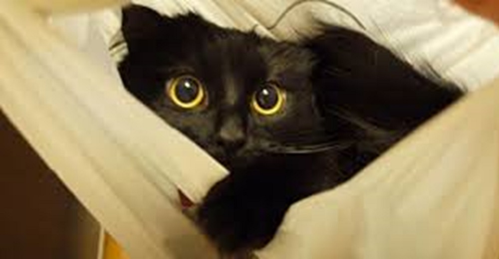 Toby, el gato más triste que pasará otra Navidad en su oscura celda tras sufrir el peor rechazo Toby, el gato más triste que pasará otra Navidad en su oscura celda tras sufrir el peor rechazo