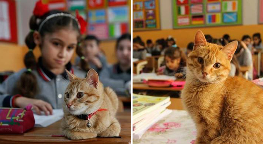 Un gatito se cuela en una escuela por error y decide convertirse en el mejor de los alumnos