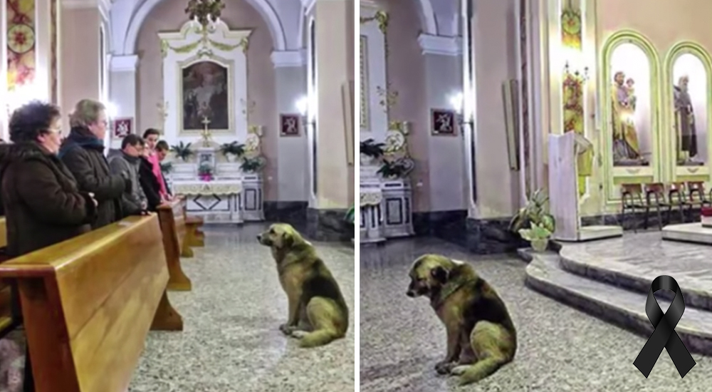 Pensaron que era gracioso ver a un perrito en media iglesia, pero escondía una triste historia