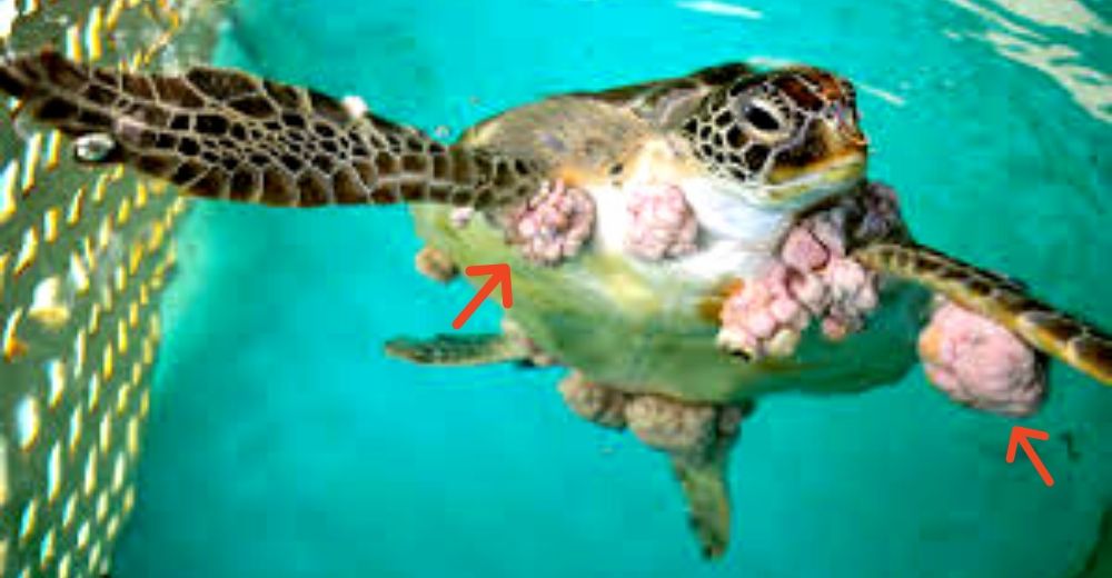 Encuentran a tortugas con raros tumores de hasta 40 centímetros causados por la contaminación