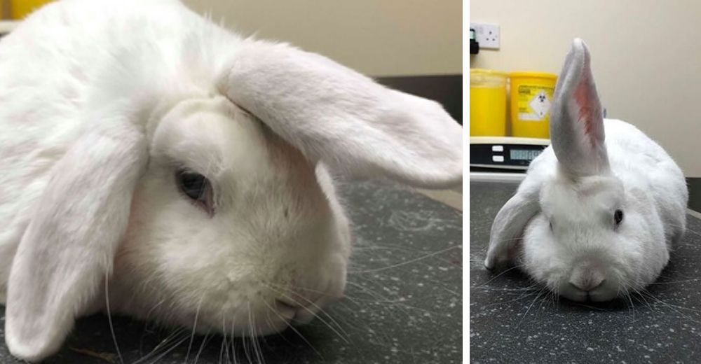 El conejo «unicornio» que nadie quería finalmente encuentra un hogar donde pasar la Navidad El conejo «unicornio» que nadie quería finalmente encuentra un hogar donde pasar la Navidad