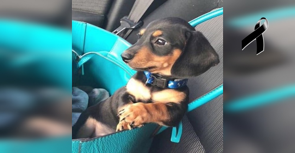 Un veterinario sacrifica a un perrito por error tras llamar al dueño equivocado Un veterinario sacrifica a un perrito por error tras llamar al dueño equivocado