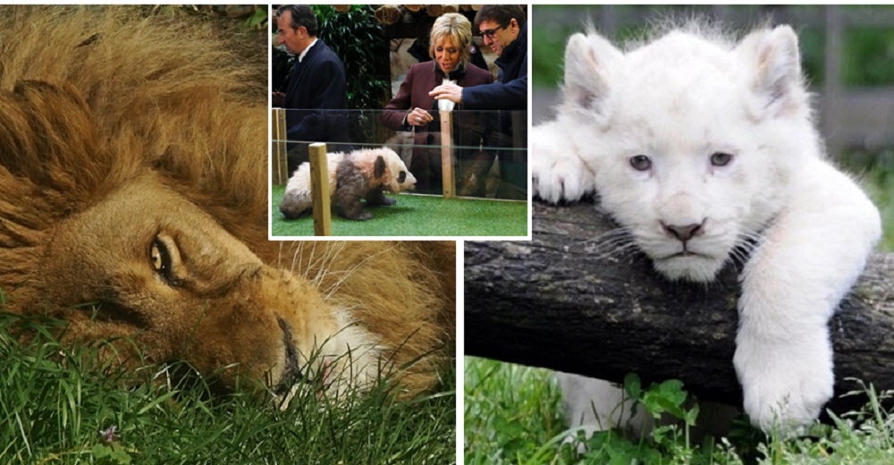 22.000 personas se unen y compran un zoo para liberar a 600 animales salvajes justo a tiempo 22.000 personas se unen y compran un zoo para liberar a 600 animales salvajes justo a tiempo