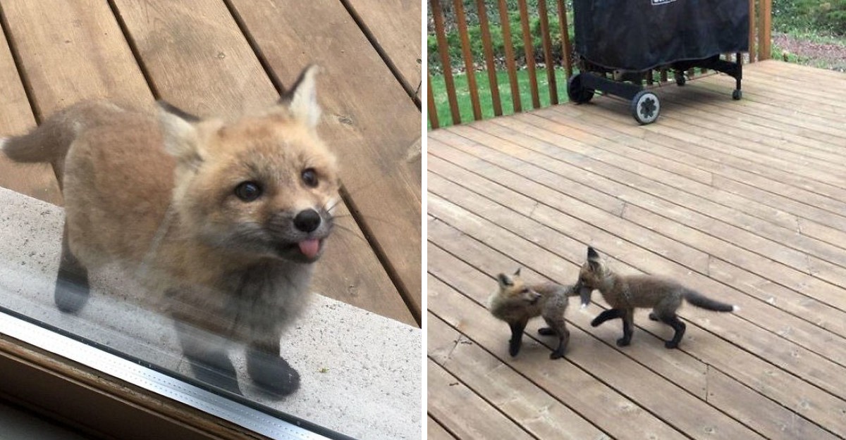 Dos zorritos bebés irrumpen en un hogar y al día siguiente regresan con más