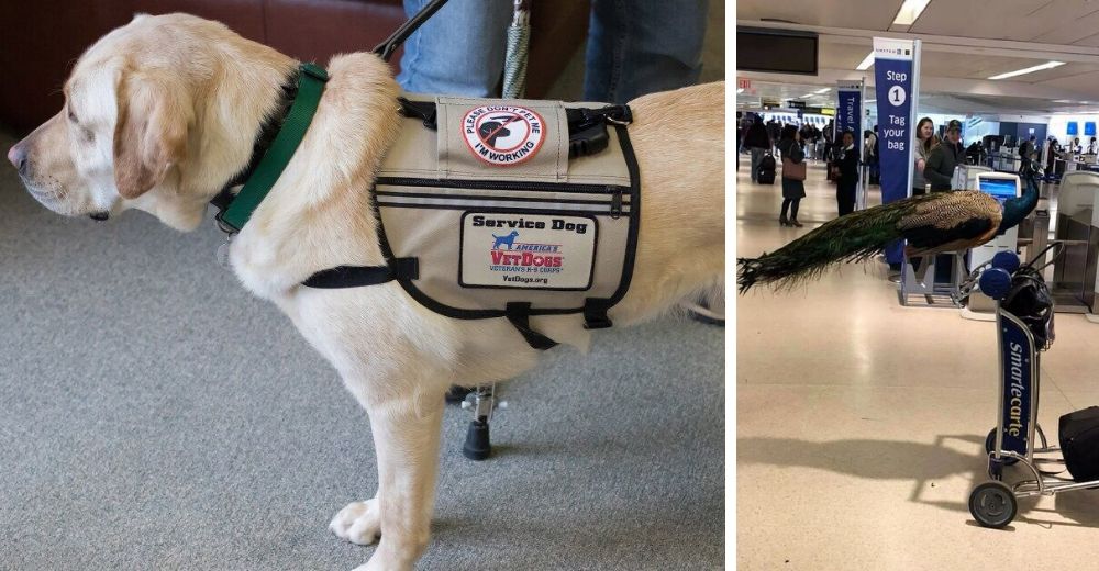 Aerolíneas son criticadas tras anunciar que podrían prohibir a los perritos de apoyo emocional