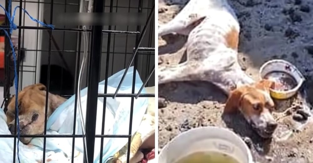 Se entregó a una lenta agonía tras ser abandonado en el desierto, pide oraciones para sobrevivir Se entregó a una lenta agonía tras ser abandonado en el desierto, pide oraciones para sobrevivir