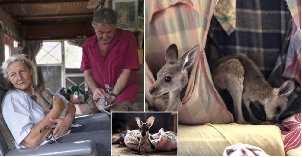Una pareja hace bolsas con sábanas para acoger a 60 canguros tras los incendios de Australia