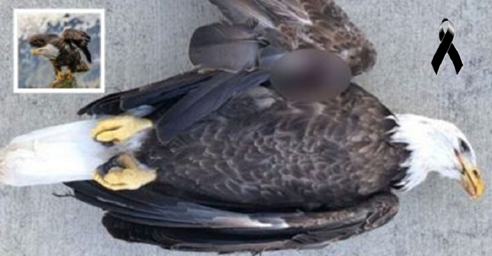 Hallan el cuerpo de un águila calva protegida por la ley y la causa de su muerte estremece