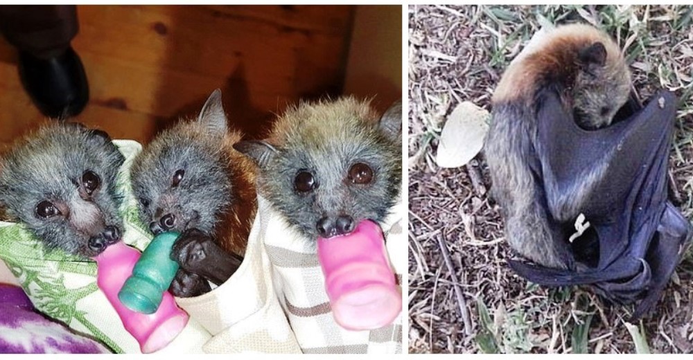 Abandonan a sus crías mientras huyen desesperados de los incendios forestales para buscar comida