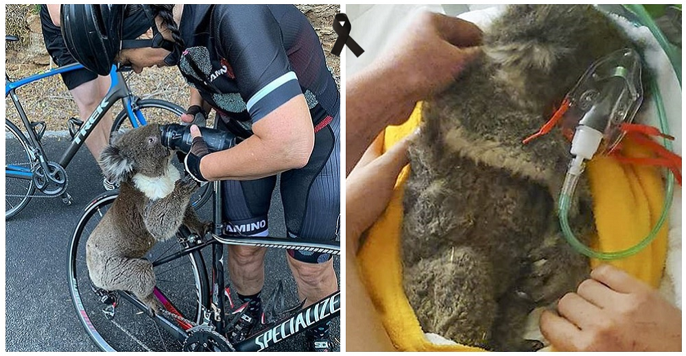 La koala rescatada por una ciclista muere por un «asesino silencioso» que todos deberían conocer