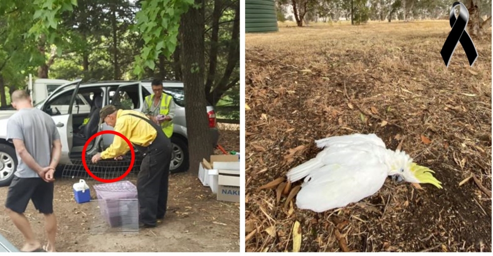 Intentan rescatar a las aves que se desploman en Australia como consecuencia del intenso calor