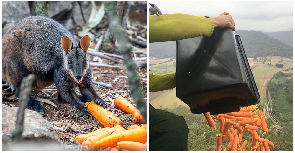Arrojan 2.000 kg de verduras desde los helicópteros para los animales hambrientos de Australia