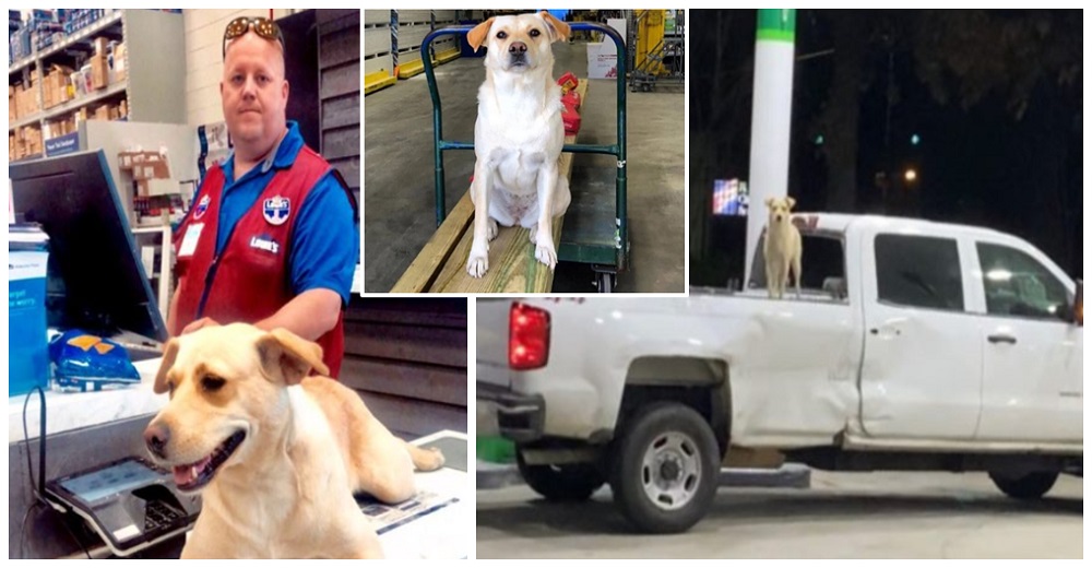 Le robaron su camioneta con su perrita, hallaron al culpable pero Bella sigue sin aparecer Le robaron su camioneta con su perrita, hallaron al culpable pero Bella sigue sin aparecer