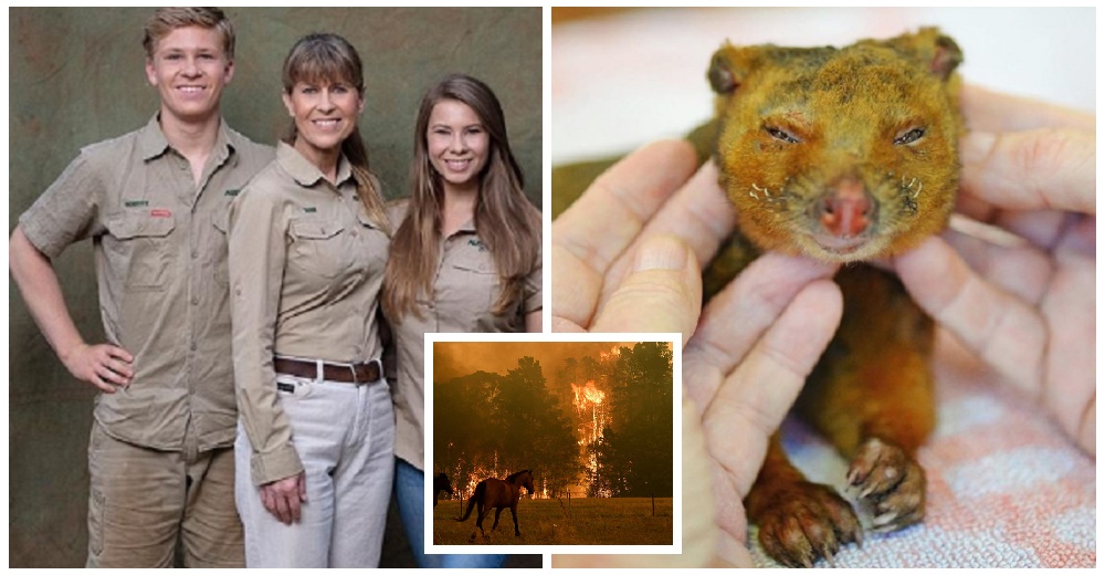 La familia del Cazador de Cocodrilos atiende a más de 90 mil animales en Australia