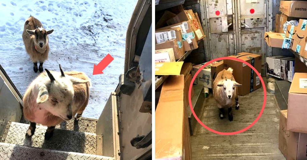 Repartidor de correo no puede creer lo que hicieron estas intrusas para invadir su camión Repartidor de correo no puede creer lo que hicieron estas intrusas para invadir su camión
