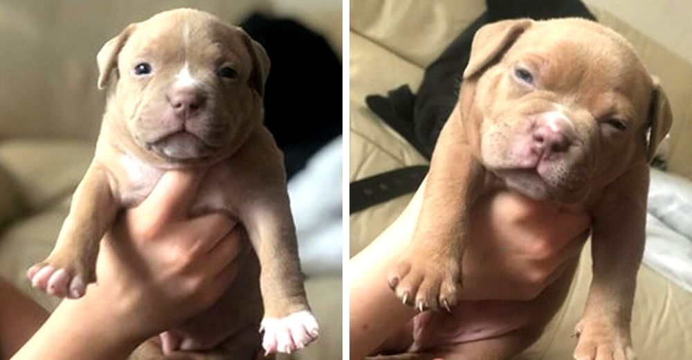 Encuentran a los 6 cachorritos que fueron arrebatados del lado de su madre pero piden justicia Encuentran a los 6 cachorritos que fueron arrebatados del lado de su madre pero piden justicia