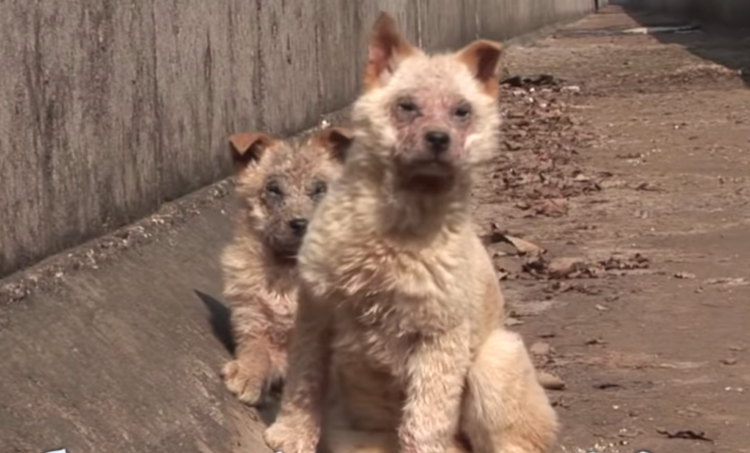 abandonados