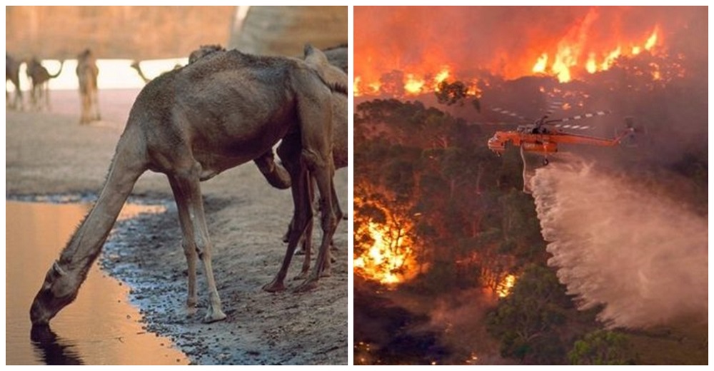 Australia sacrificará 10.000 camellos salvajes porque son una amenaza – «Beben demasiada agua» Australia sacrificará 10.000 camellos salvajes porque son una amenaza – «Beben demasiada agua»