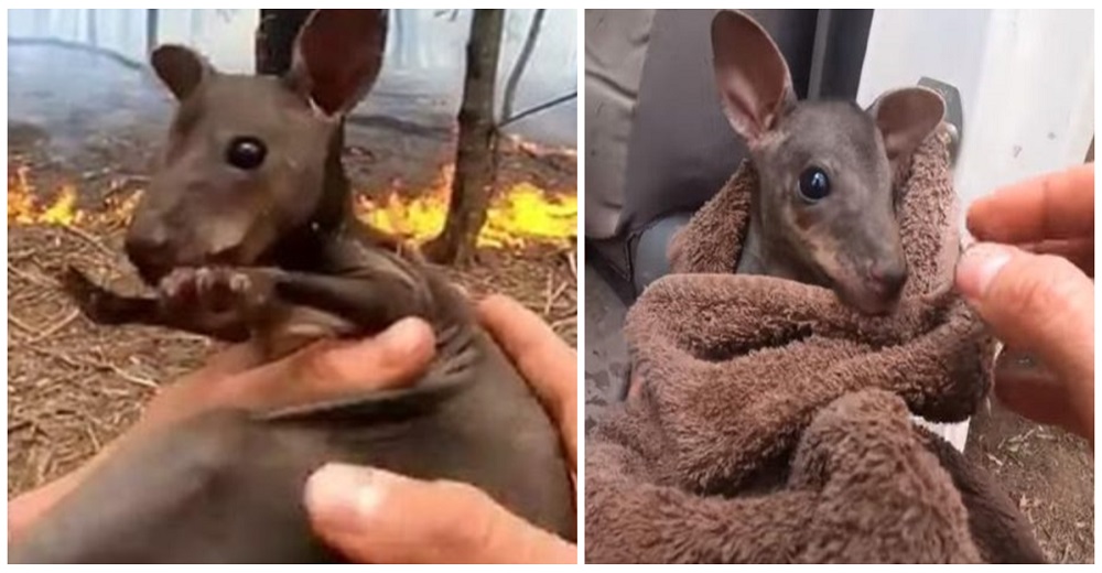 El video viral del rescate de un bebé canguro en medio del fuego genera una ola de solidaridad