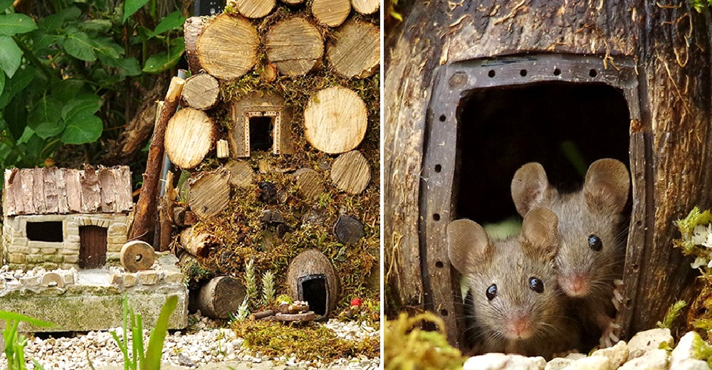 Descubre a un ratón viviendo en su jardín y termina construyéndole una casa soñada a su familia