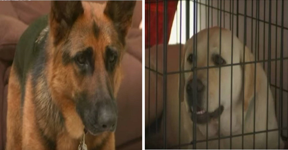 Abren un centro de adiestramiento para atender a perritos heridos de los incendios en Australia Abren un centro de adiestramiento para atender a perritos heridos de los incendios en Australia