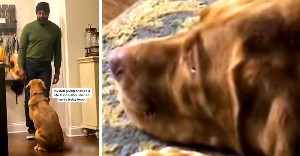 Graban a un papá teniendo la más seria conversación con su perrita y se hace viral Graban a un papá teniendo la más seria conversación con su perrita y se hace viral