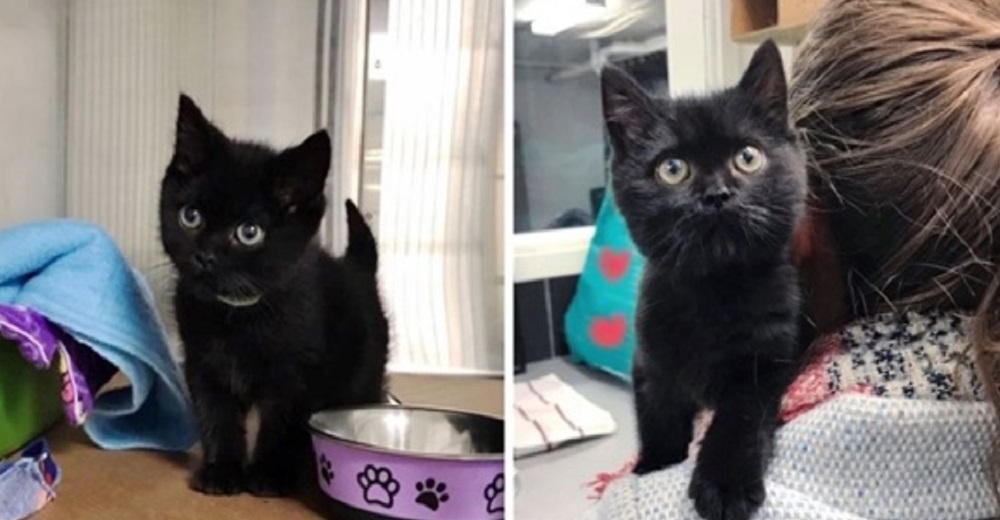 Familia hace que el gatito con corazón frágil por fin cumpla el deseo que ha estado esperando Familia hace que el gatito con corazón frágil por fin cumpla el deseo que ha estado esperando