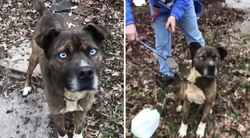 Perro con brillantes ojos azules permanece hambriento y encadenado, hasta que conoce la libertad