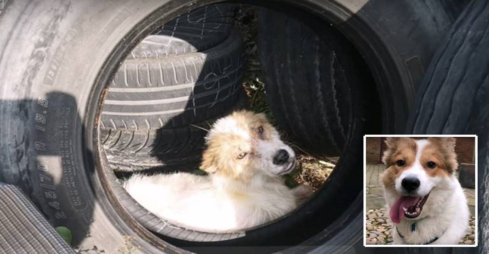 Perrito aterrorizado se refugia en un neumático después de que desalmados le cortaran las orejas Perrito aterrorizado se refugia en un neumático después de que desalmados le cortaran las orejas