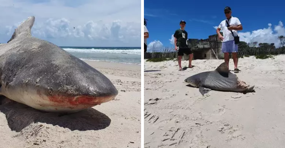 Turistas encuentran el cuerpo de un enorme tiburón a medio comer y la escena les parece «genial»